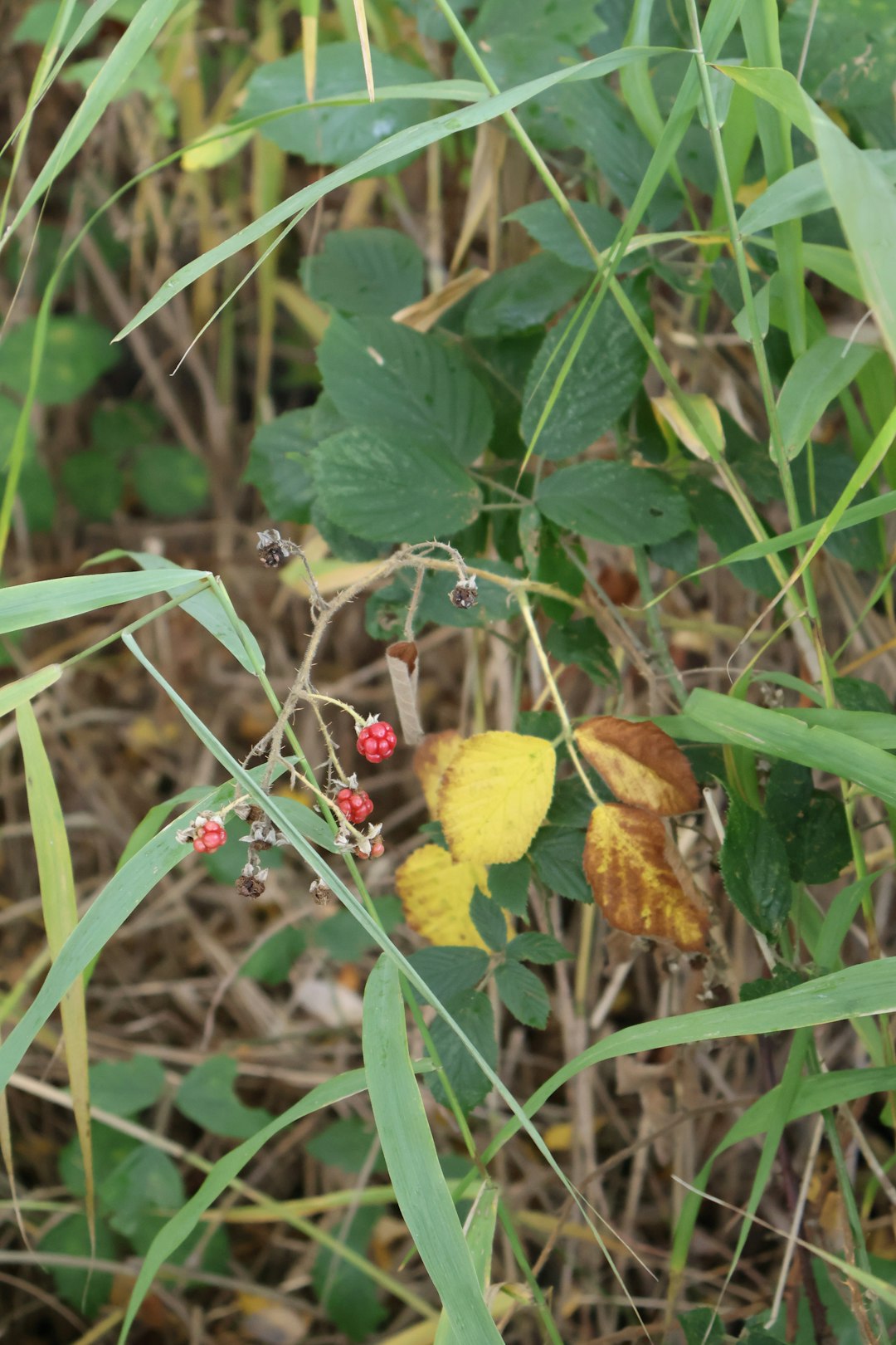 Banane constipation danger vérité