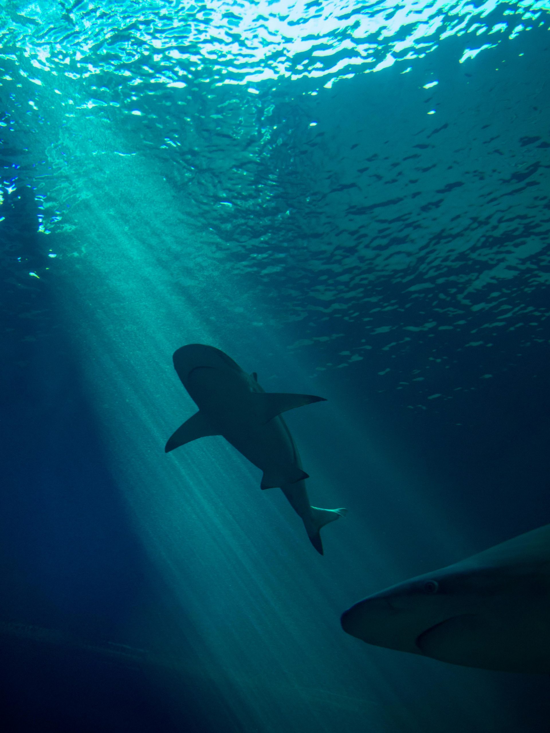 Guide pratique des bienfaits du cartilage de requin
