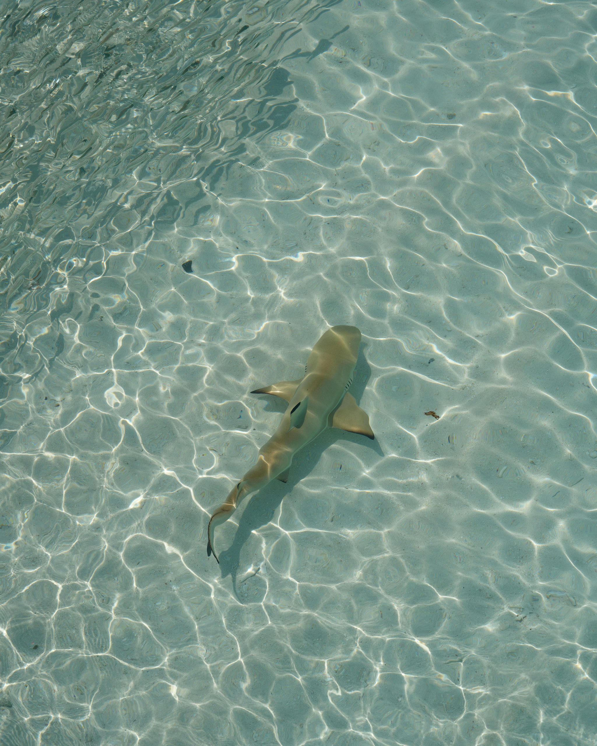 Découverte des bienfaits et utilisation du cartilage de requin
