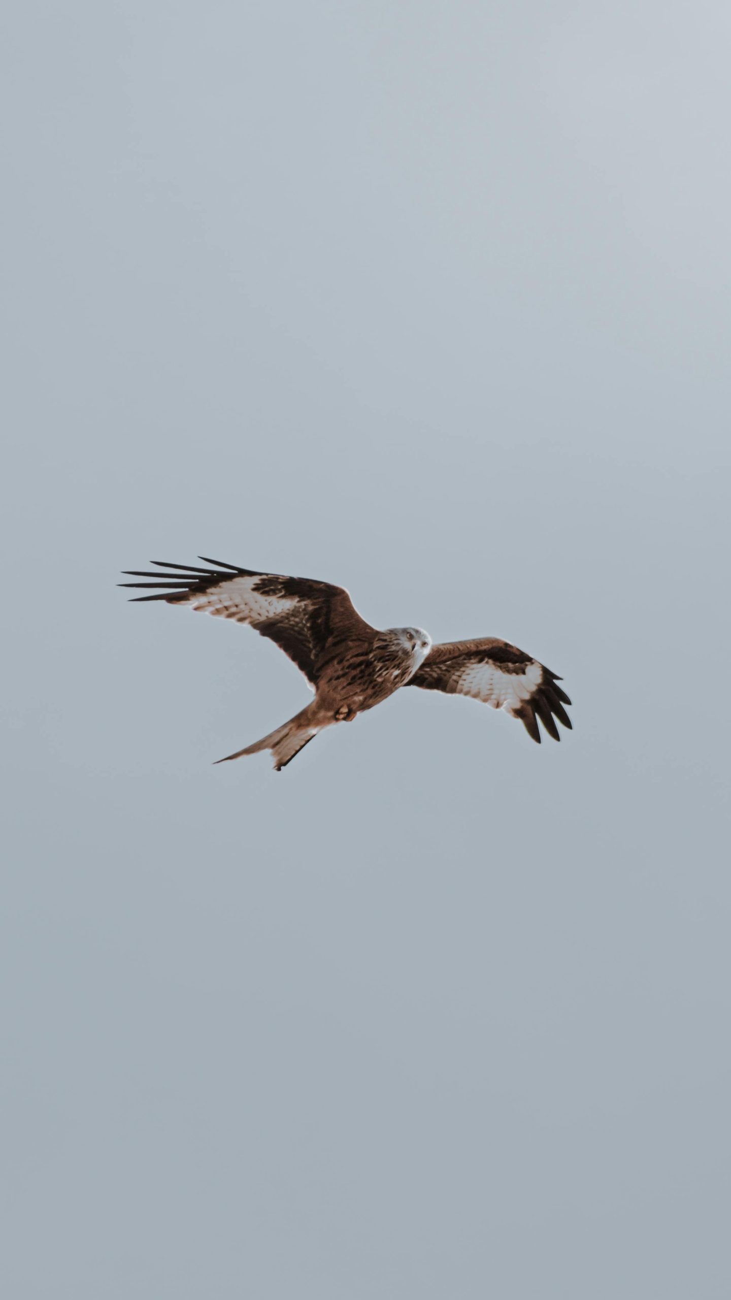 Lignosus avis bienfaits mode emploi