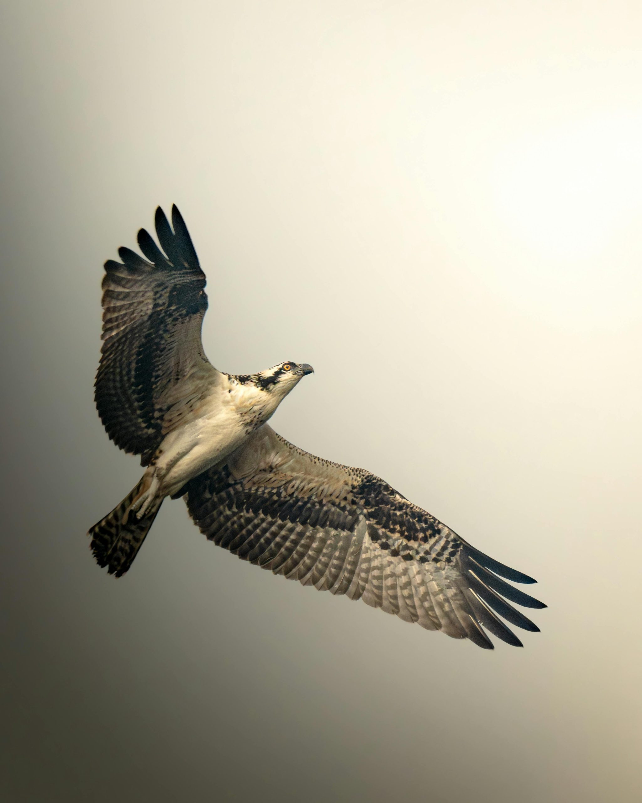 Lignosus bienfaits guide utilisation