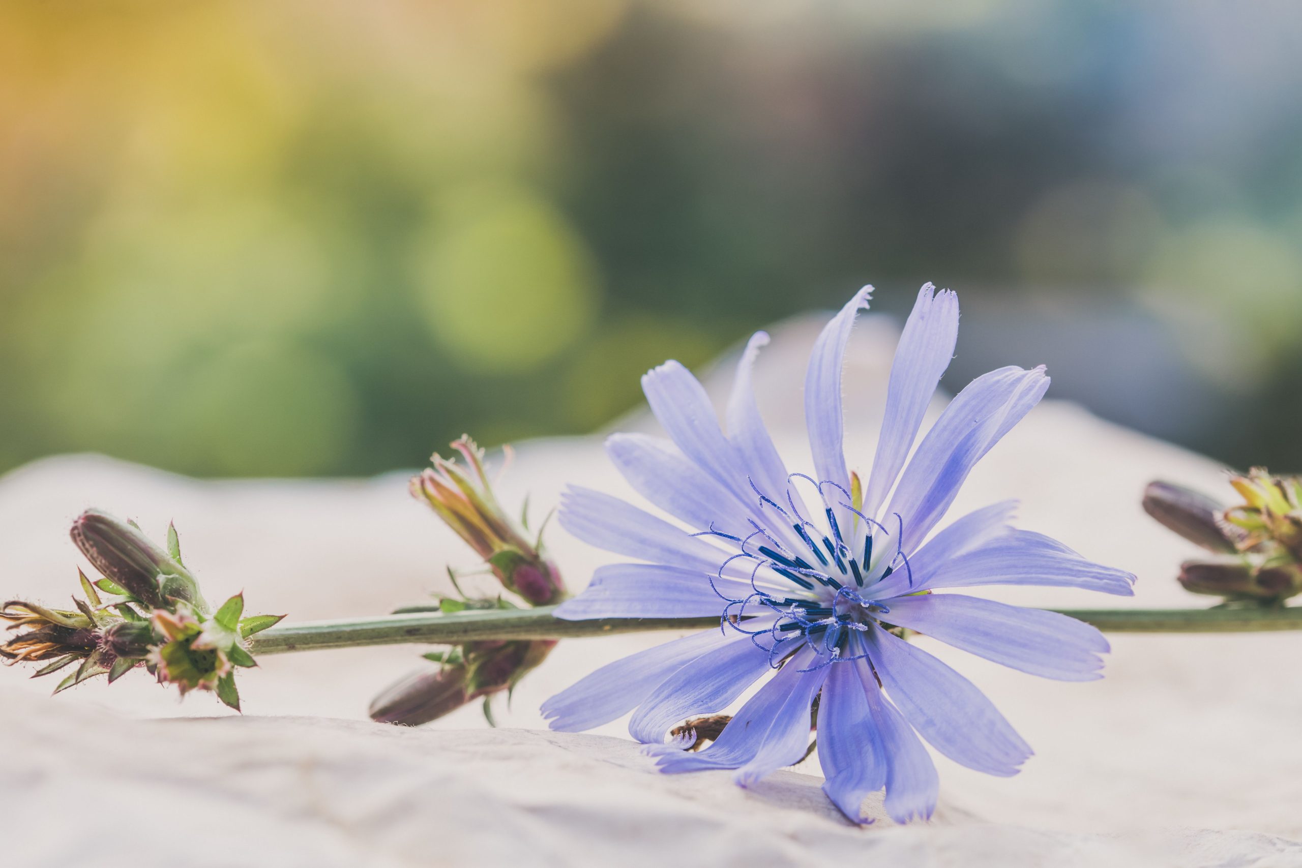 Macro image of a delicate purple chicory flower with detailed petals, showcasing nature's beauty. Image macro d'une délicate fleur de chicorée violette aux pétales détaillés, mettant en valeur la beauté de la nature.