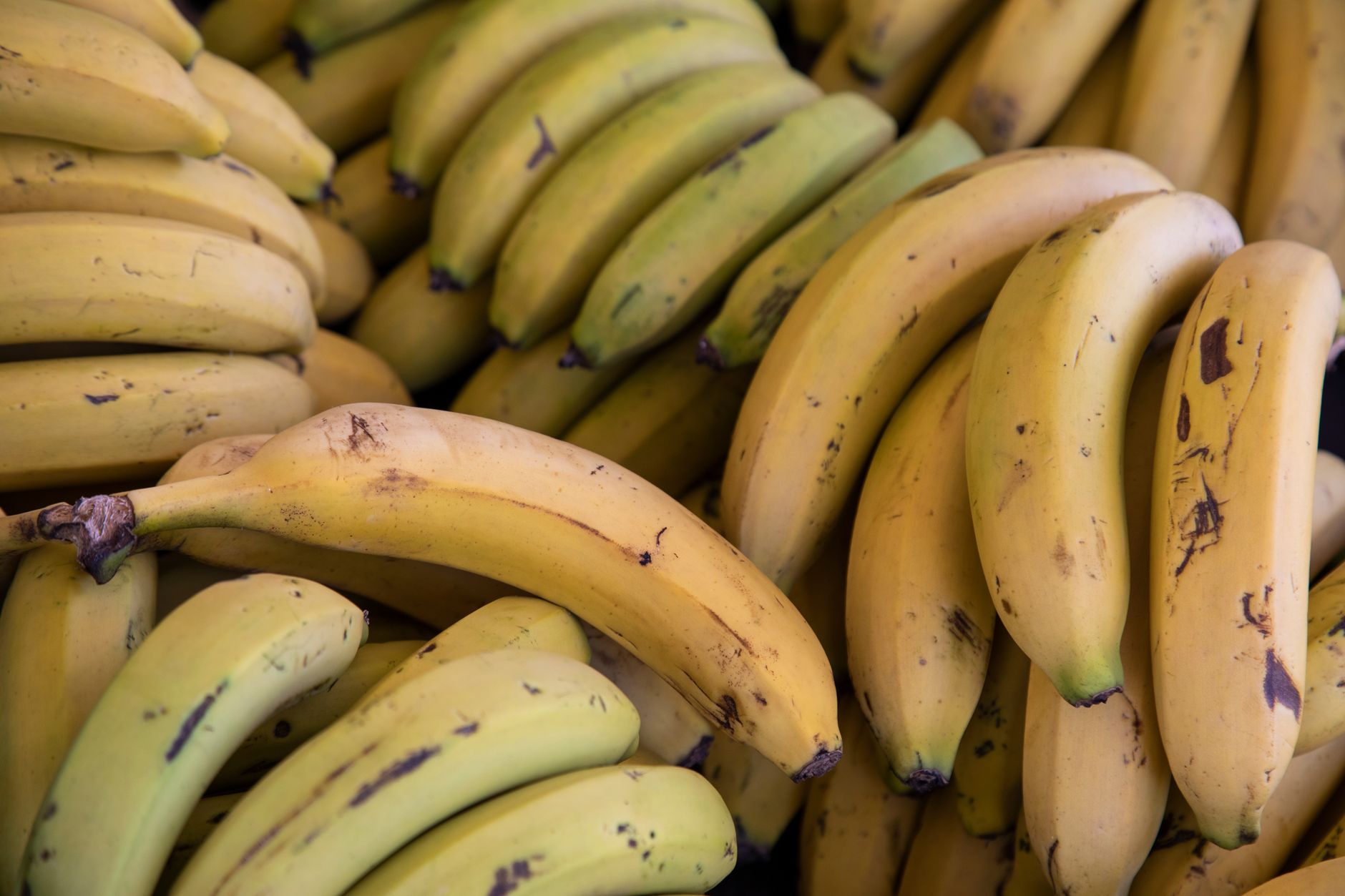 Bananes mûres en gros plan sur fond neutre