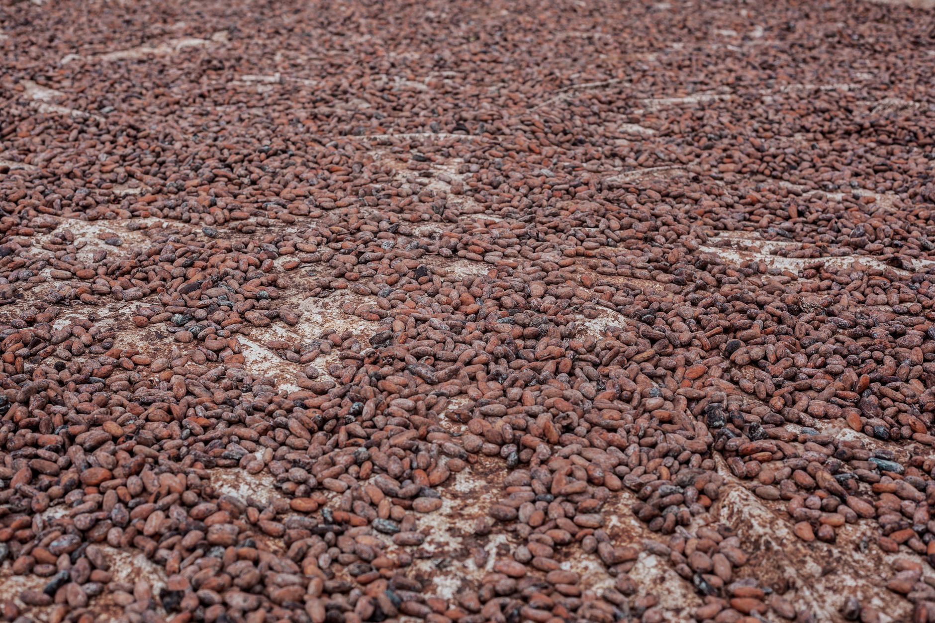 Fèves de cacao brutes en train de sécher