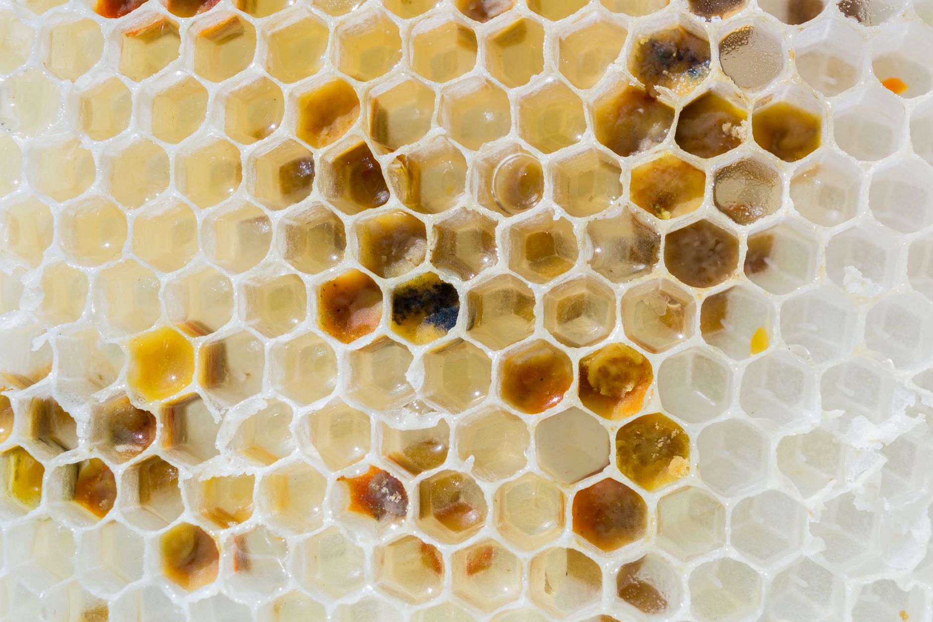 Gros plan sur les alvéoles d’un rayon de miel