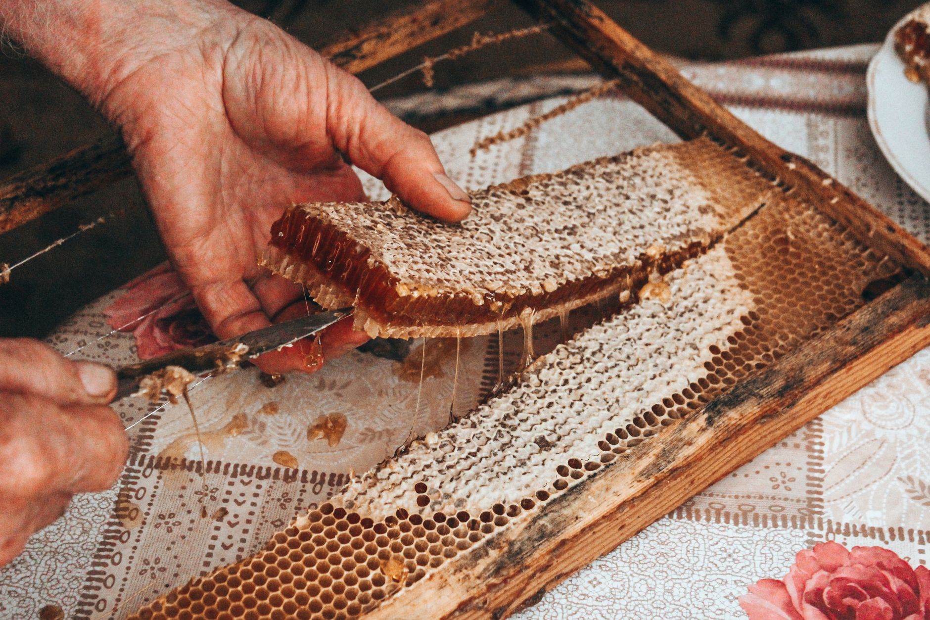 Extraction manuelle du miel sur un rayon